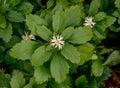 Japanese Pachysandra terminalis, from above Royalty Free Stock Photo